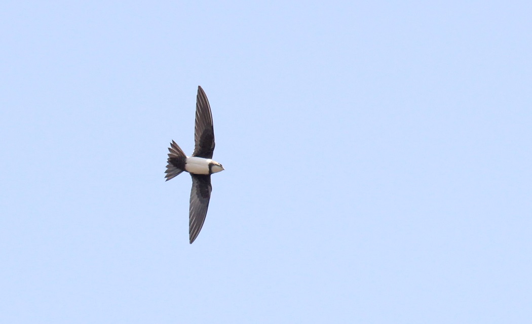 Alpine Swift