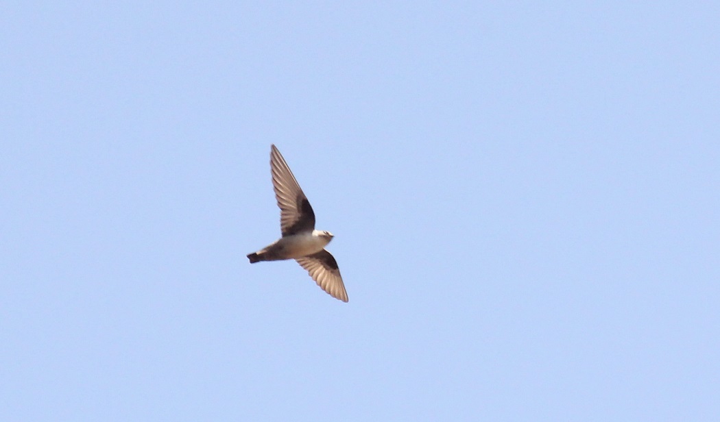 Eurasian Crag Martin