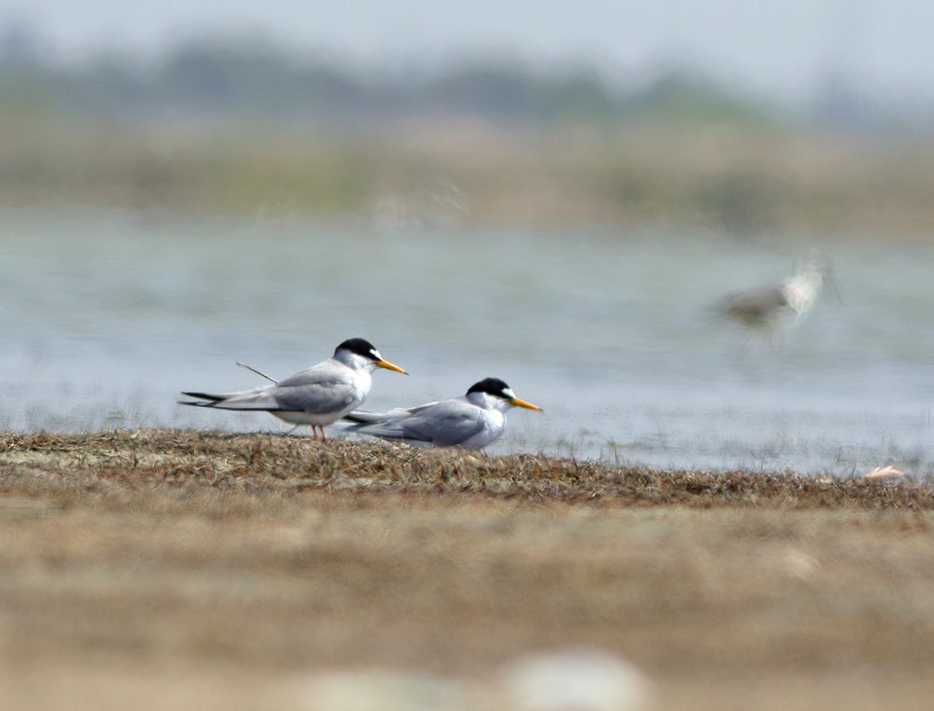 Little Tern