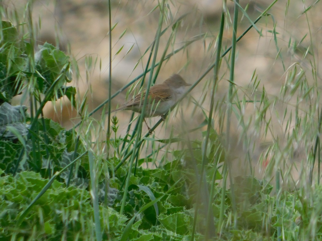 Common Whitethroat