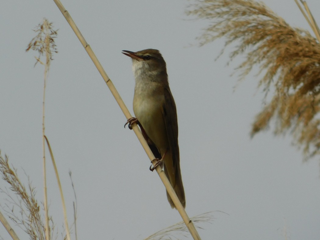 Great Reed Warbler