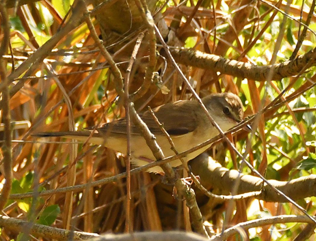 Great Reed Warbler