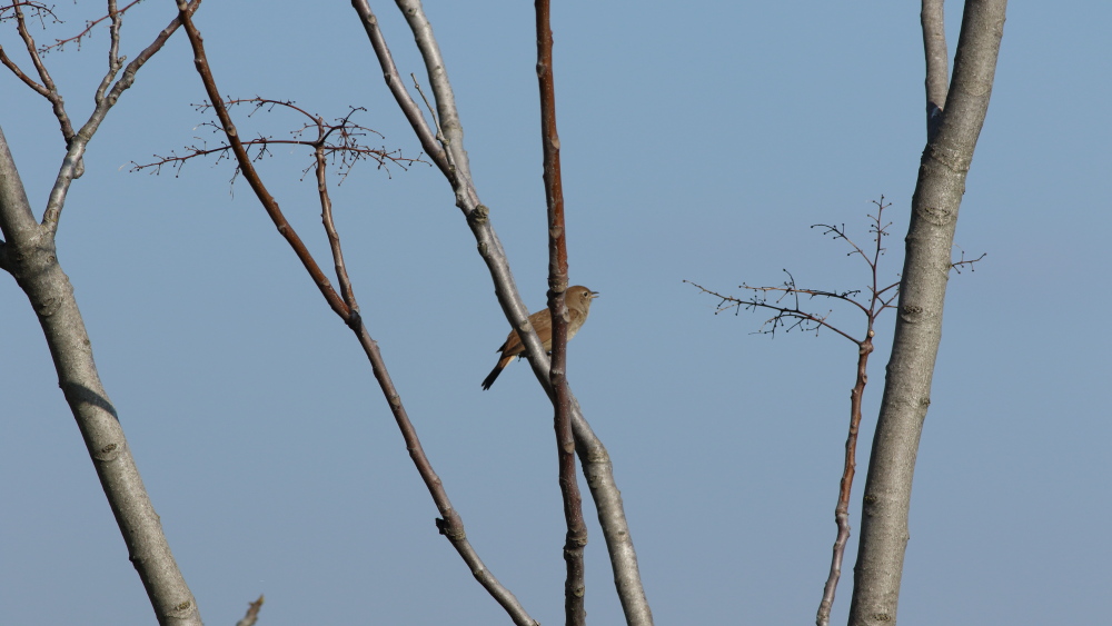 Common Nightingale