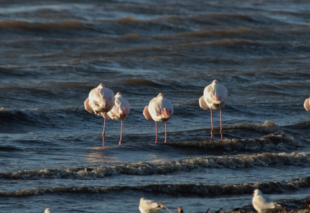 Greater Flamingo