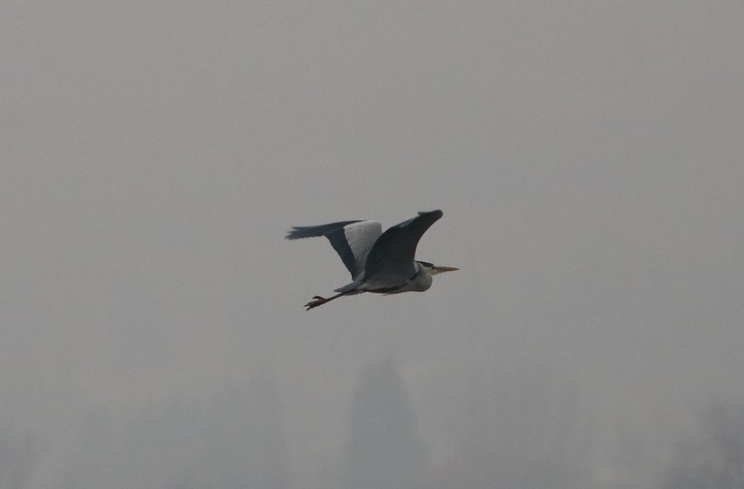 Grey Heron