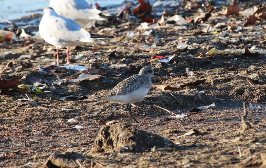 Grey Plover