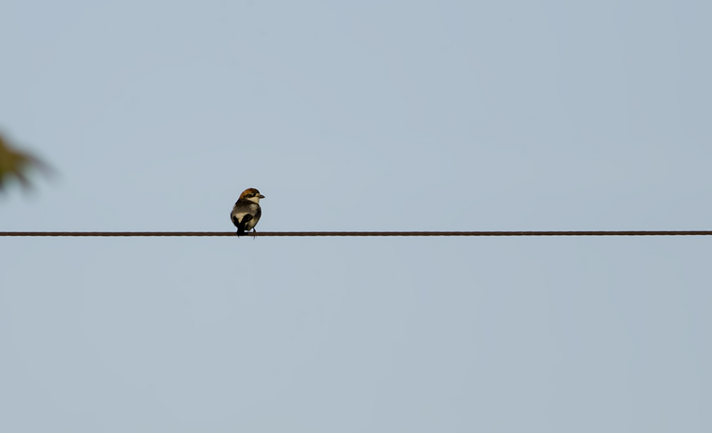 Woodchat Shrike