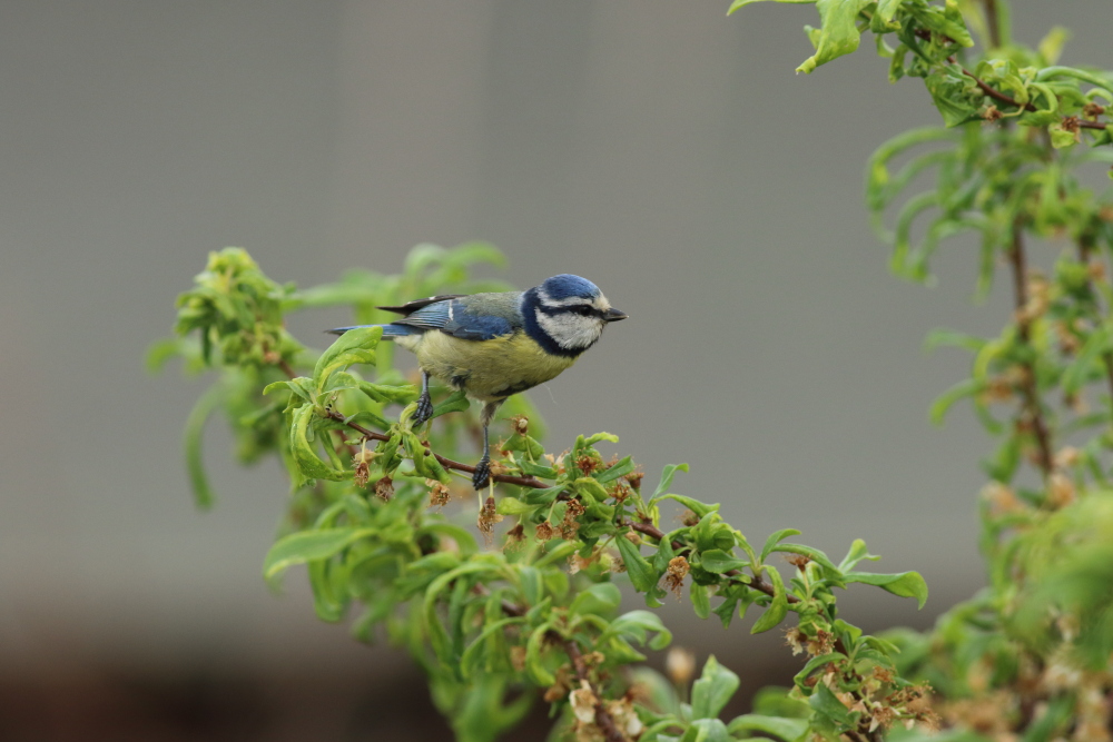 Eurasian Blue Tit