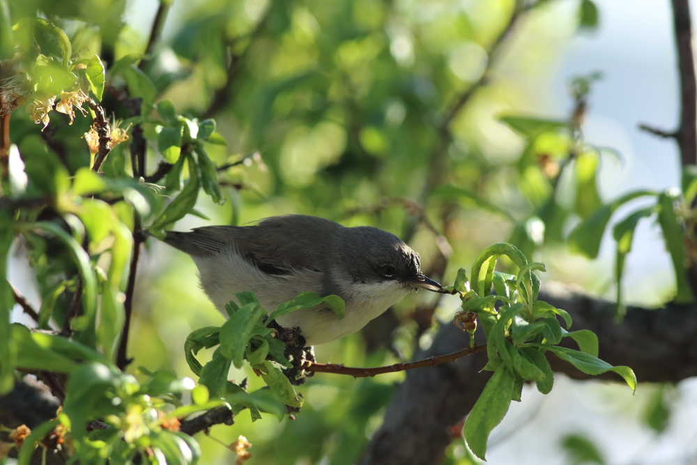 Lesser Whitethroat