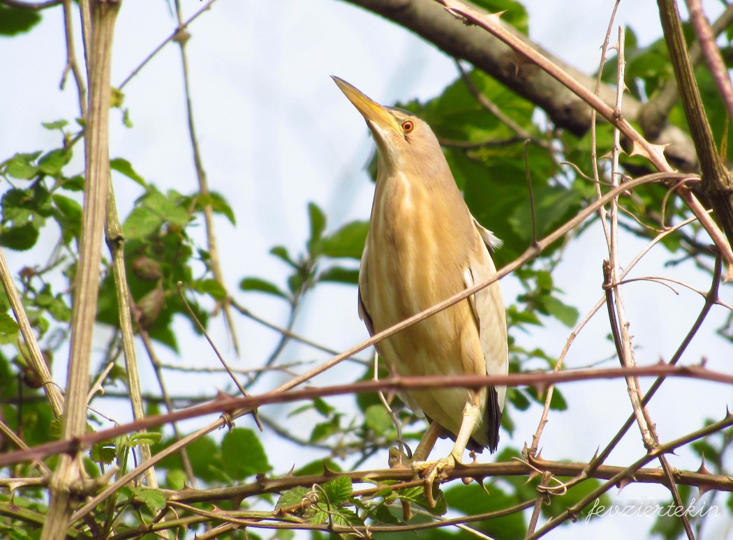 Little Bittern