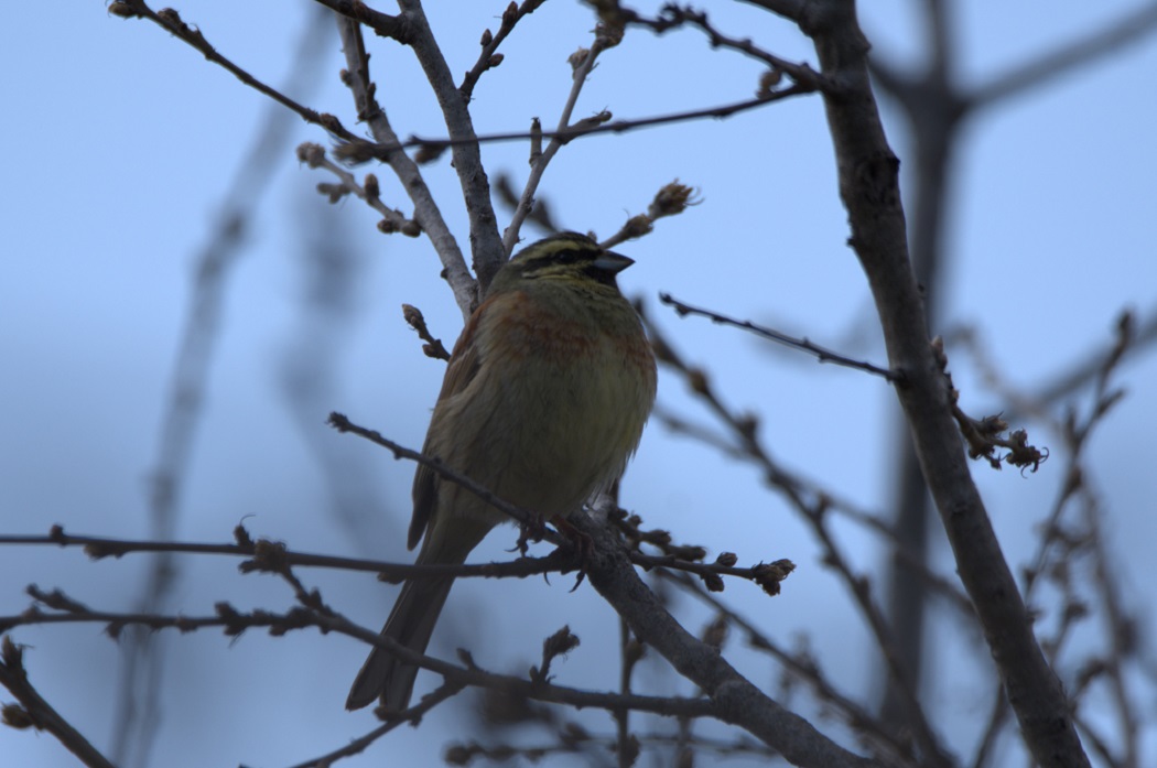 Cirl Bunting