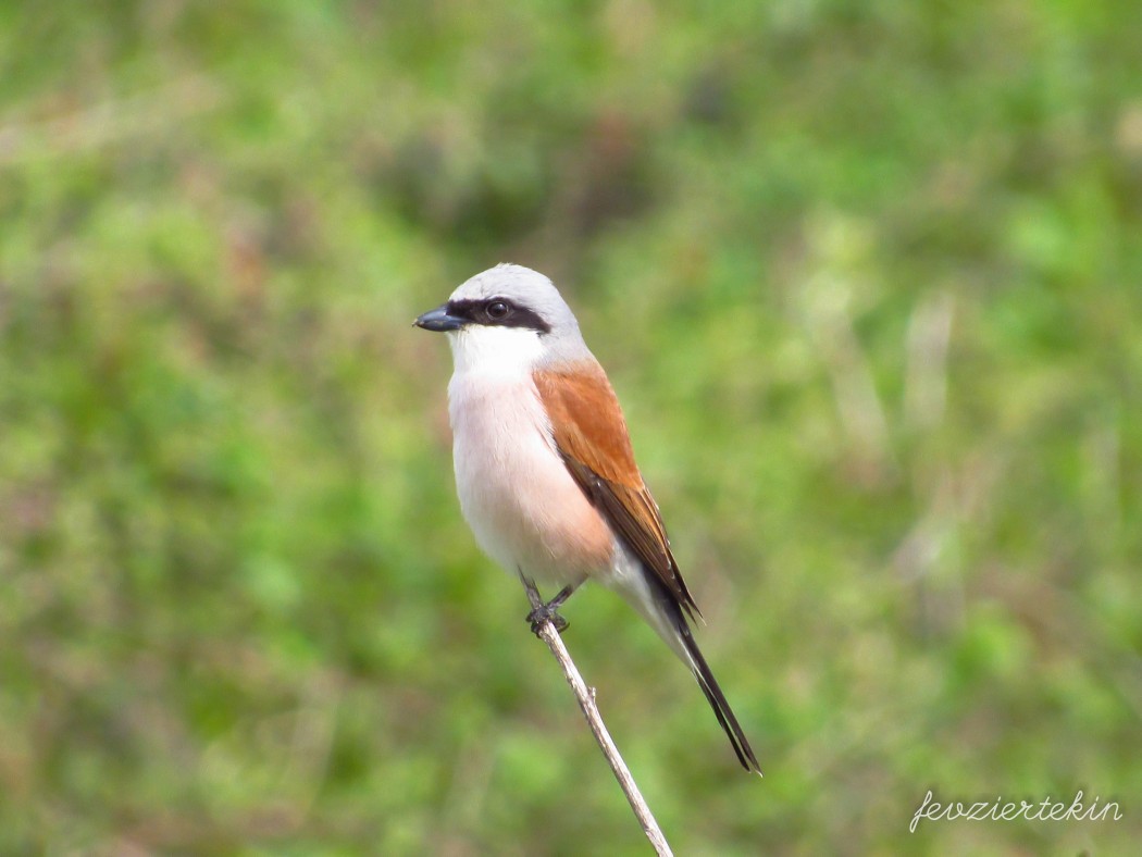 Red-backed Shrike