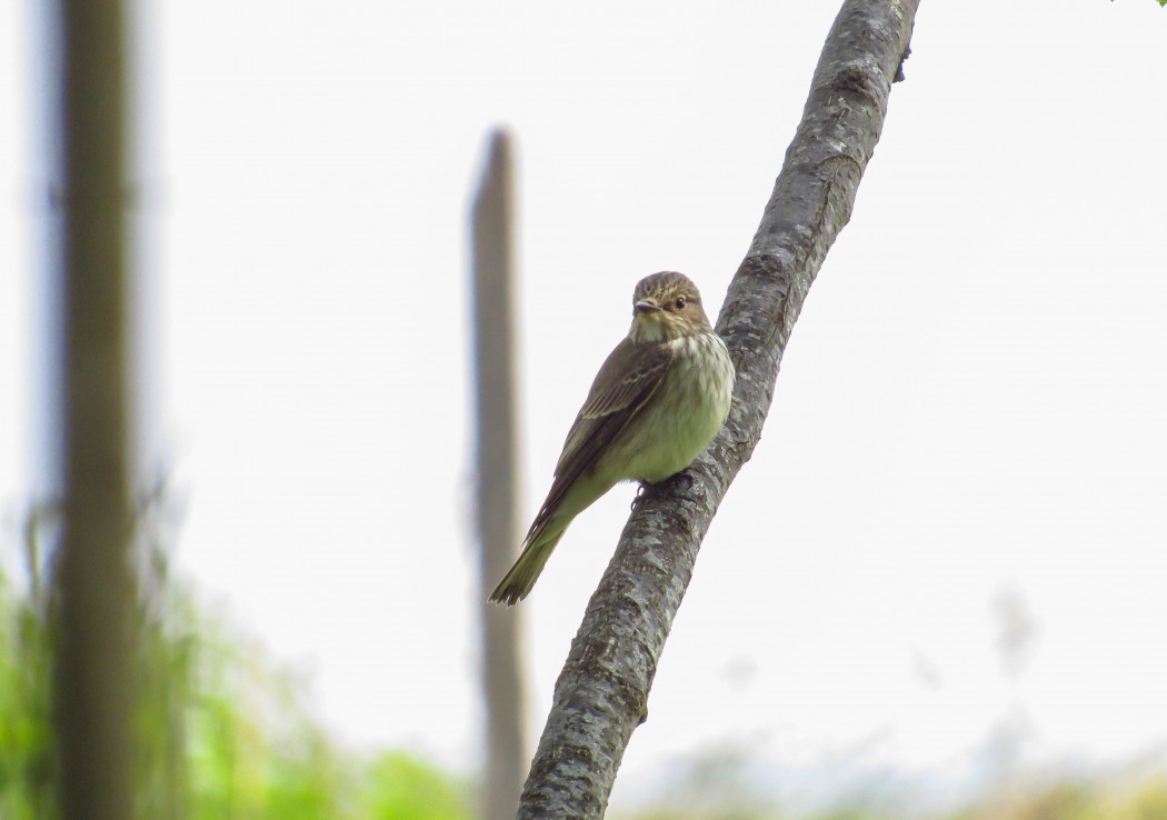 Spotted Flycatcher