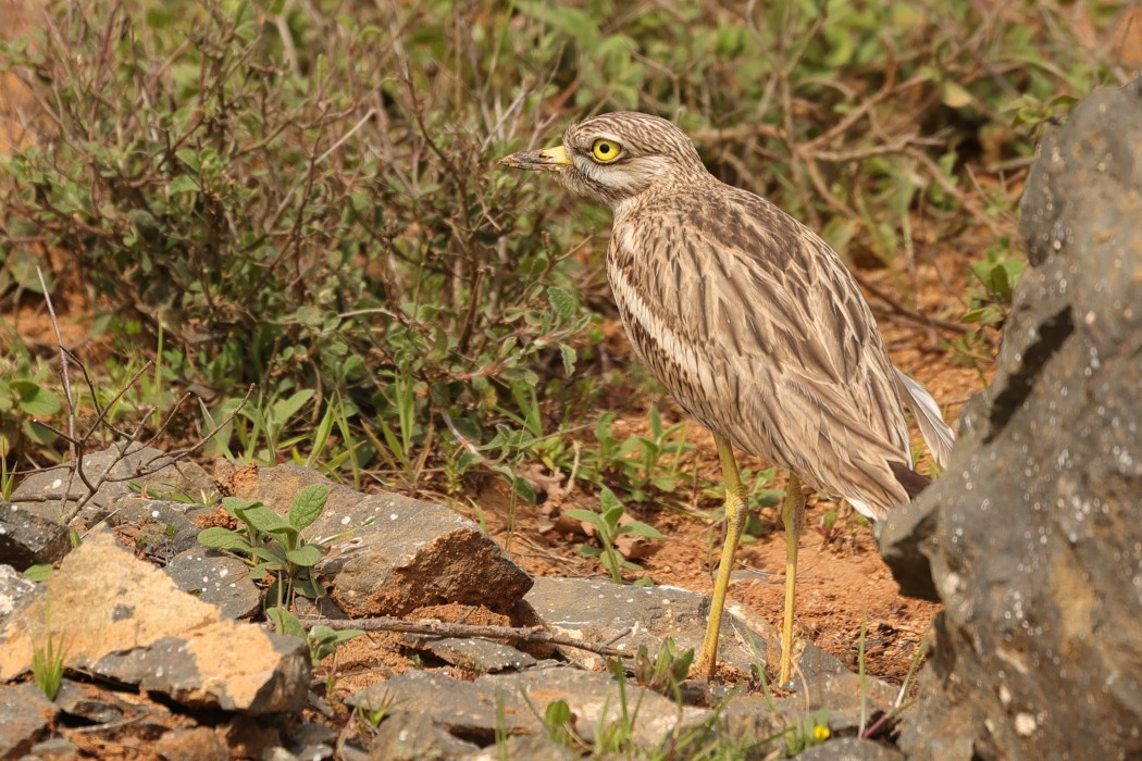 Eurasian Stone-curlew