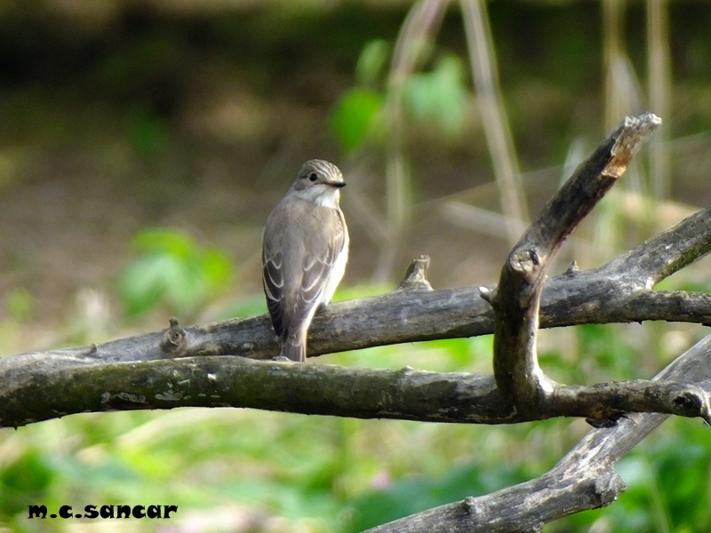 Spotted Flycatcher
