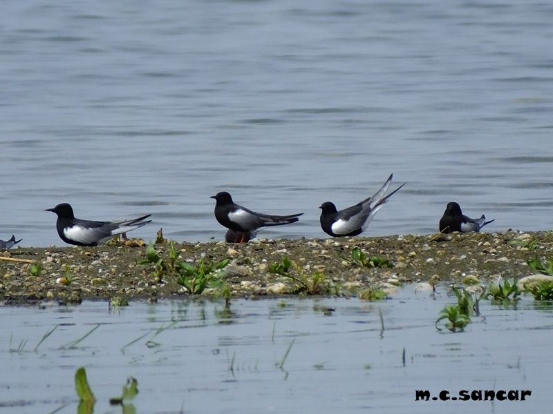 White-winged Tern