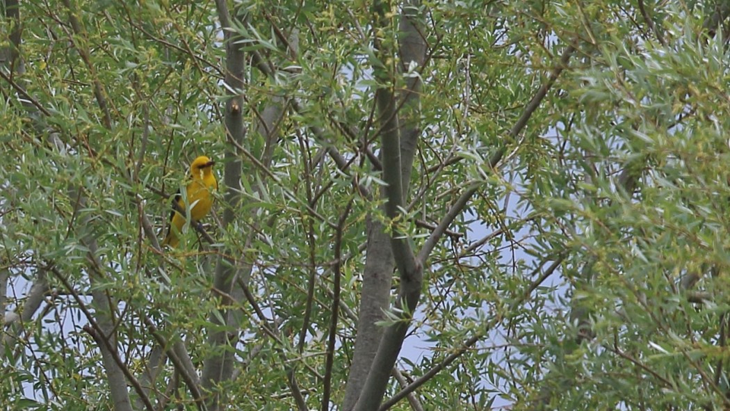 Eurasian Golden Oriole
