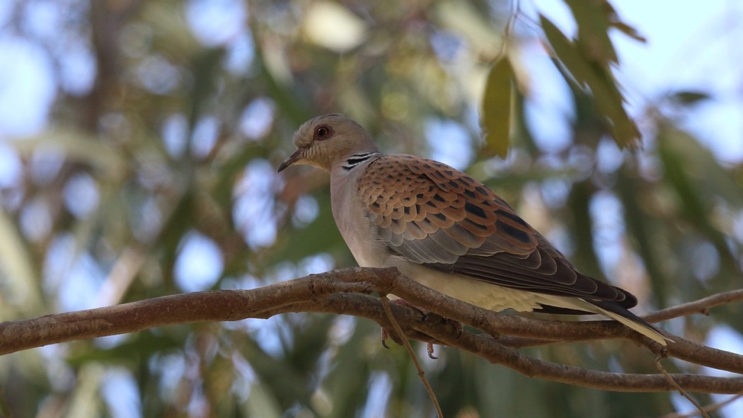 European Turtle Dove
