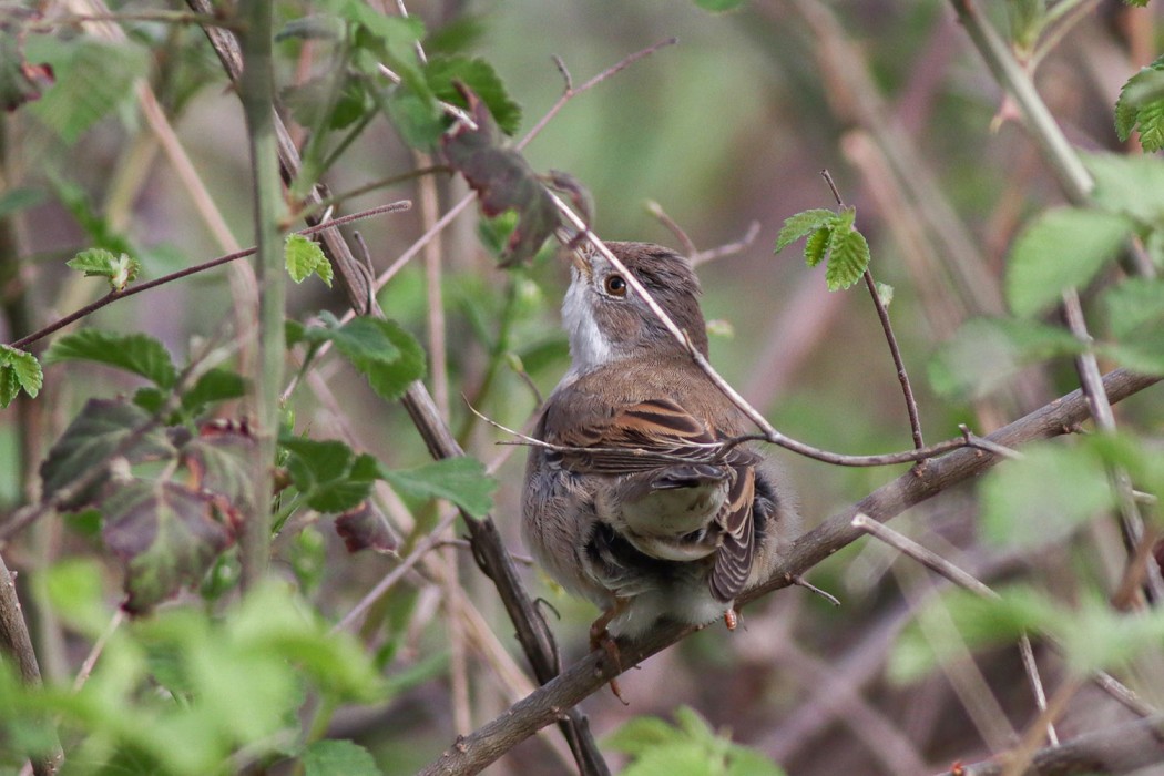 Common Whitethroat