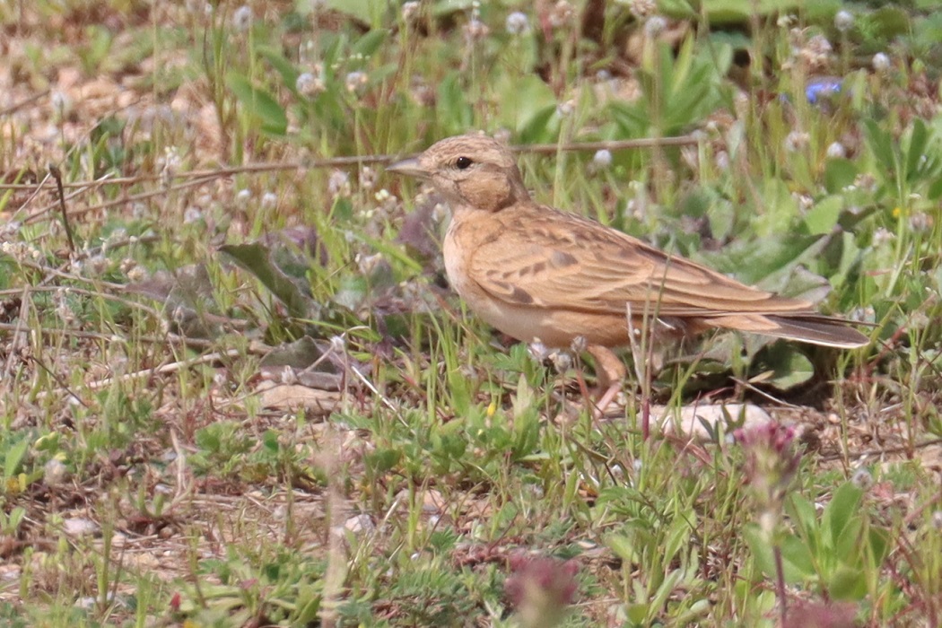 Greater Short-toed Lark