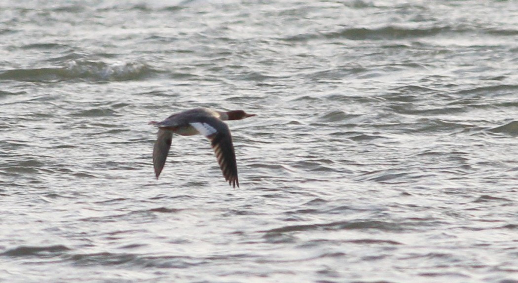Common Merganser