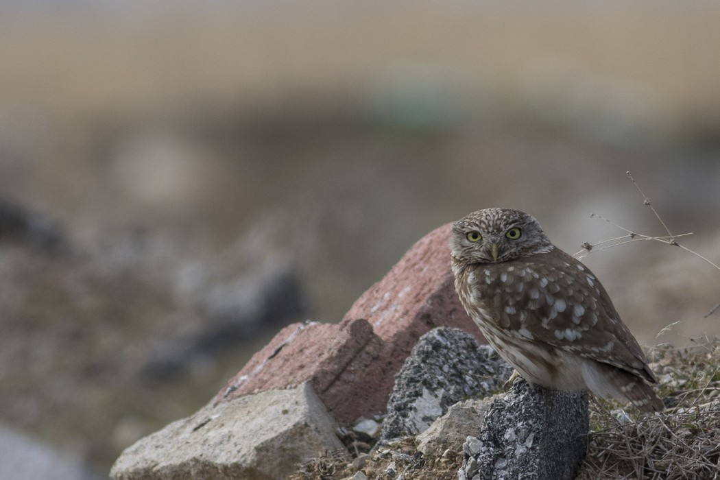 Little Owl