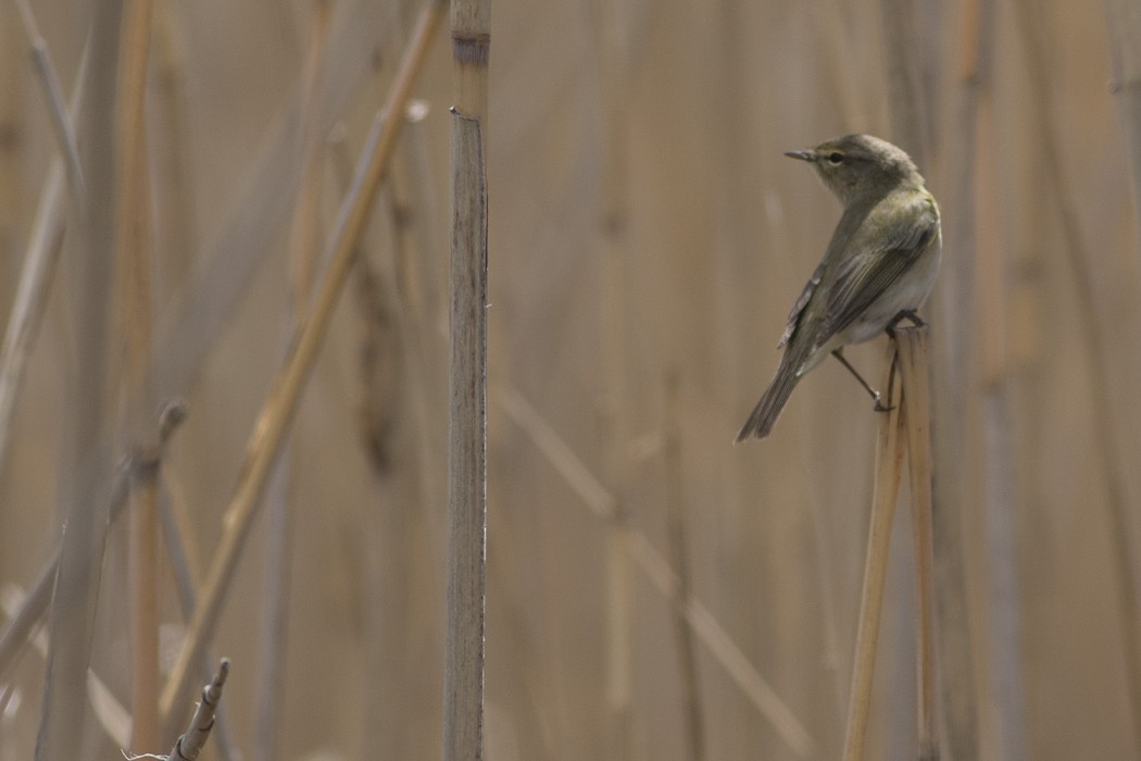 Common Chiffchaff