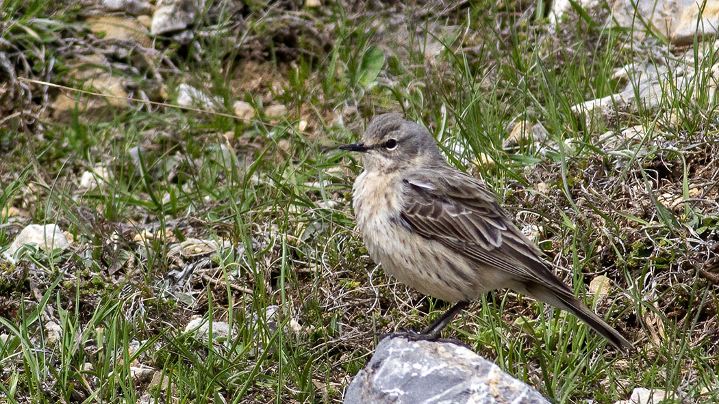 Water Pipit