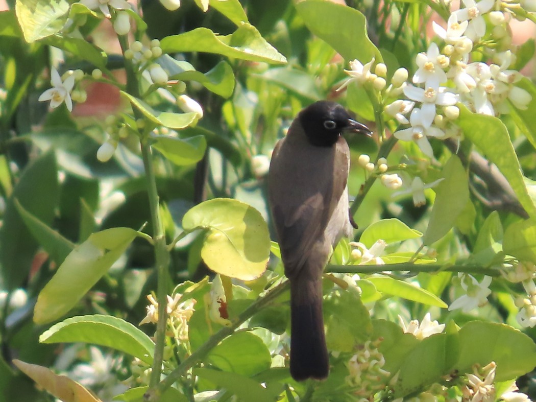 White-spectacled Bulbul