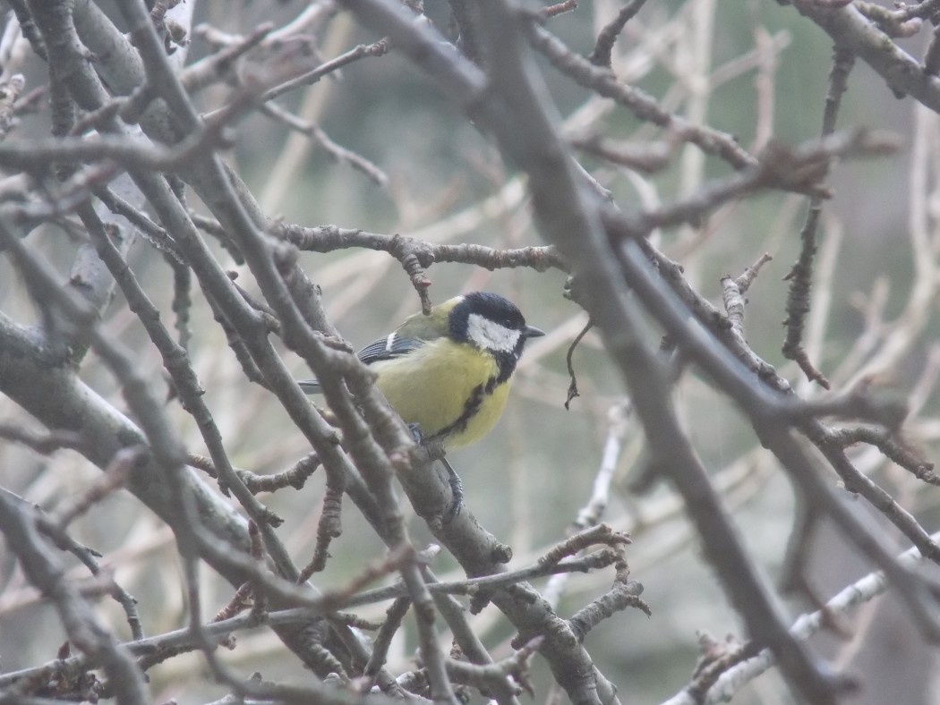 Great Tit