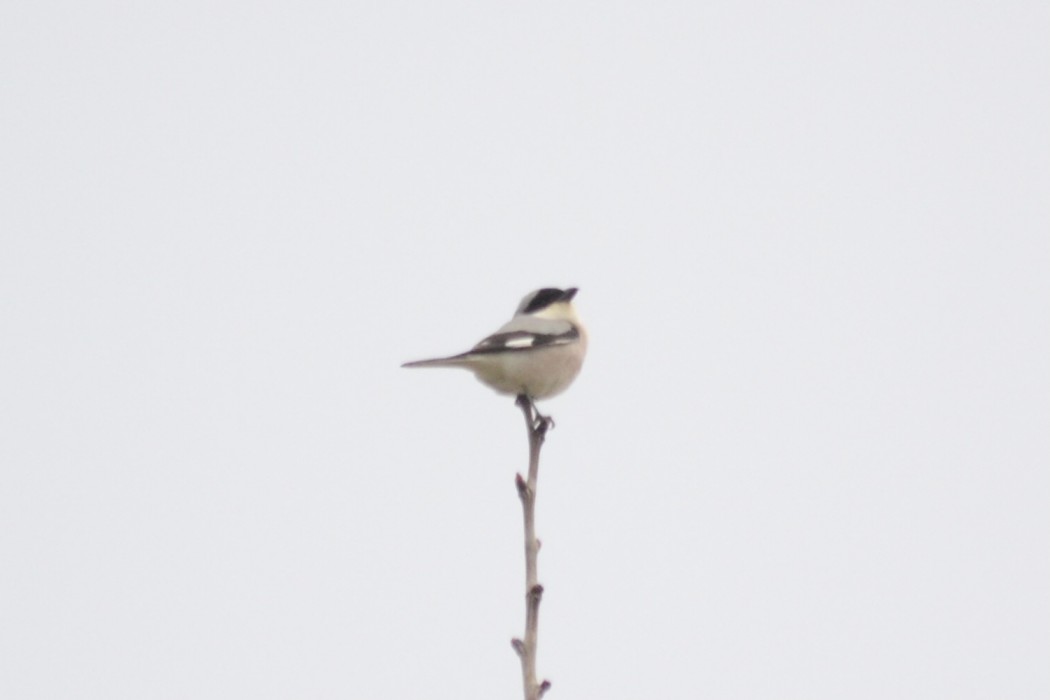 Lesser Grey Shrike