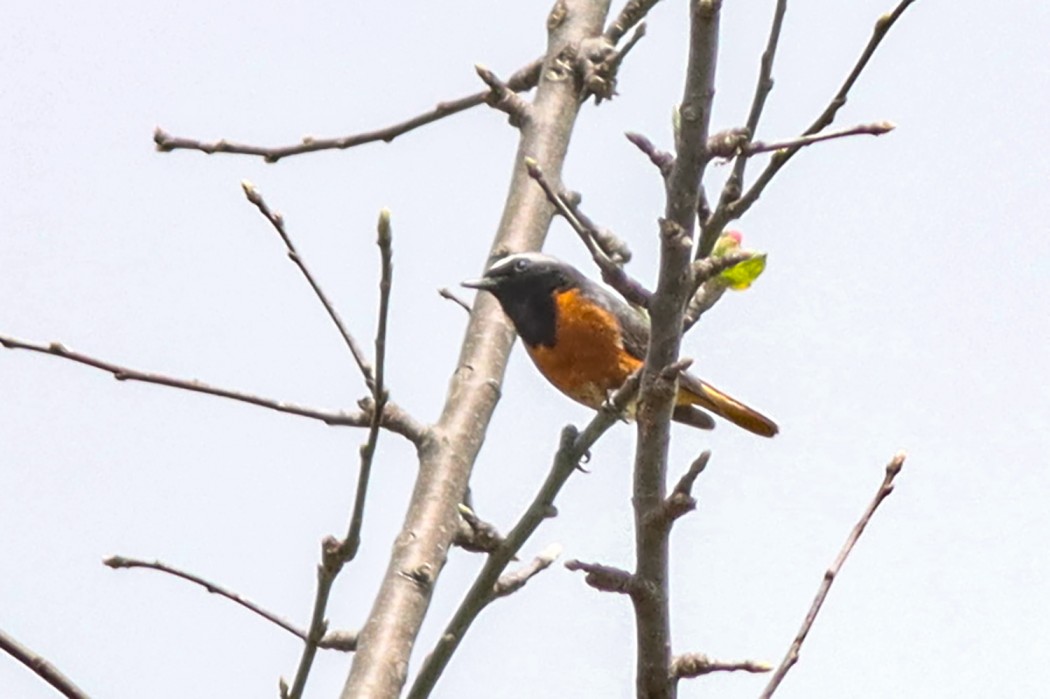 Common Redstart