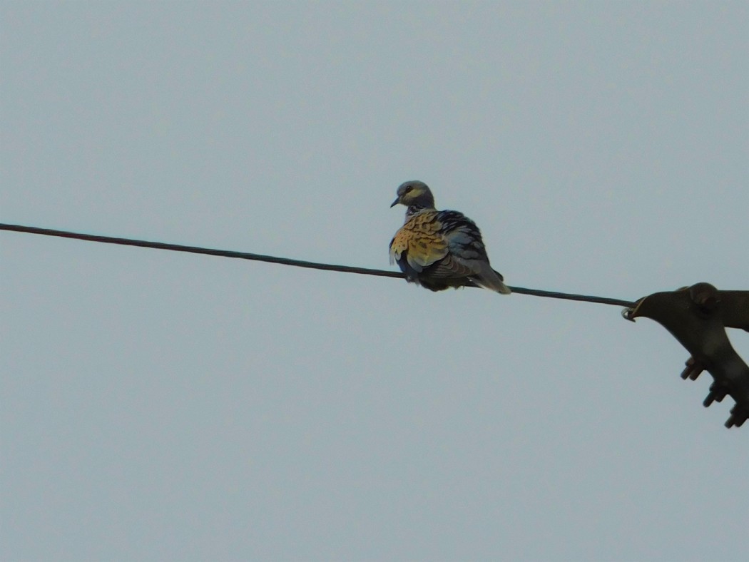 European Turtle Dove