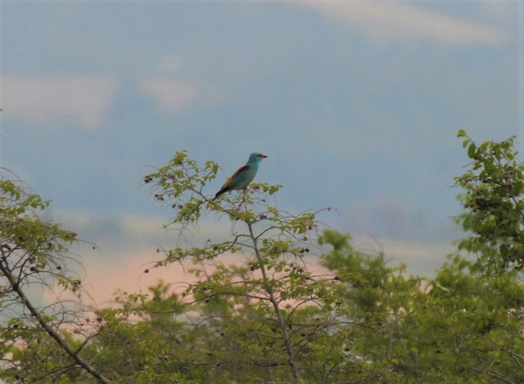European Roller
