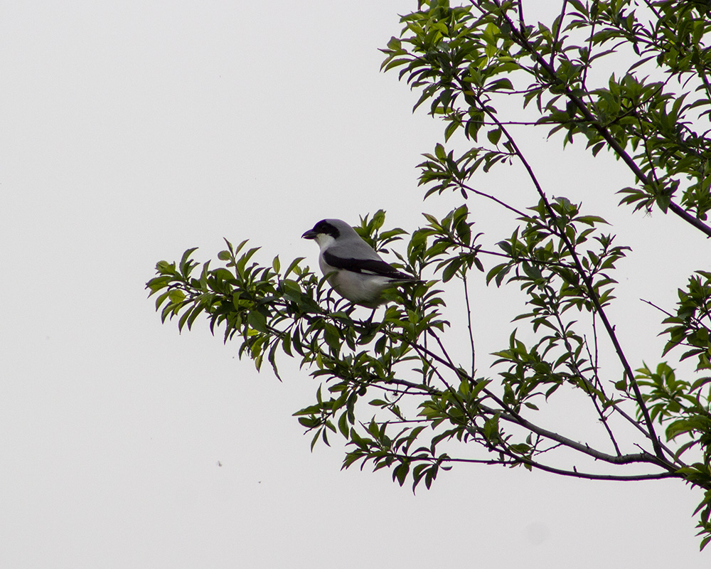 Lesser Grey Shrike