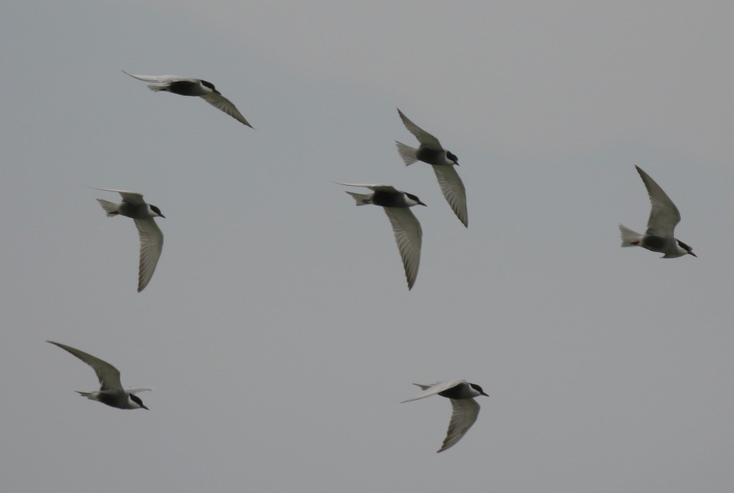 Whiskered Tern