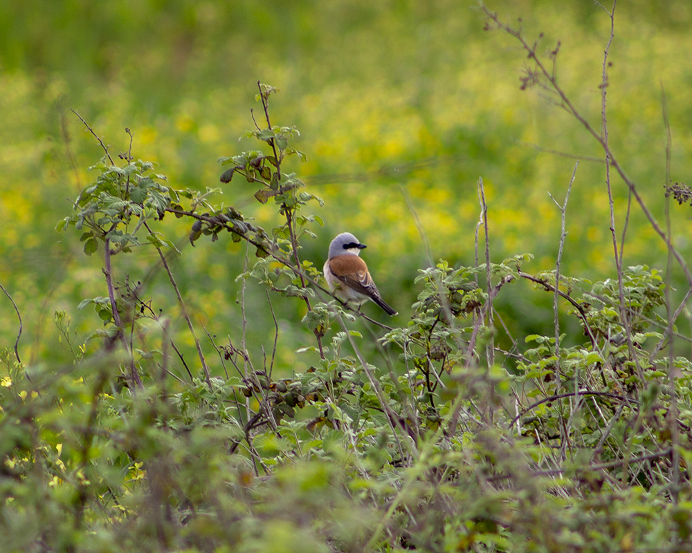 Red-backed Shrike