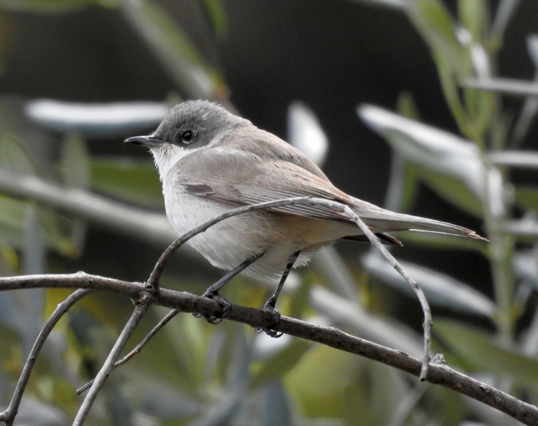 Lesser Whitethroat