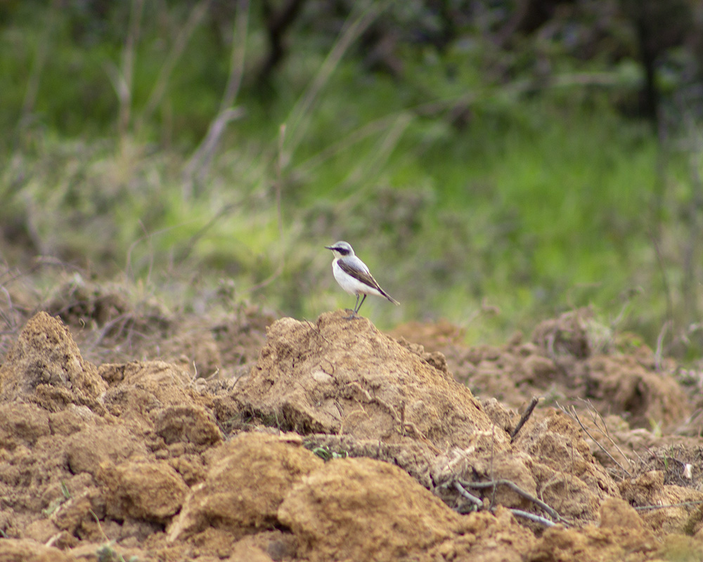 Northern Wheatear