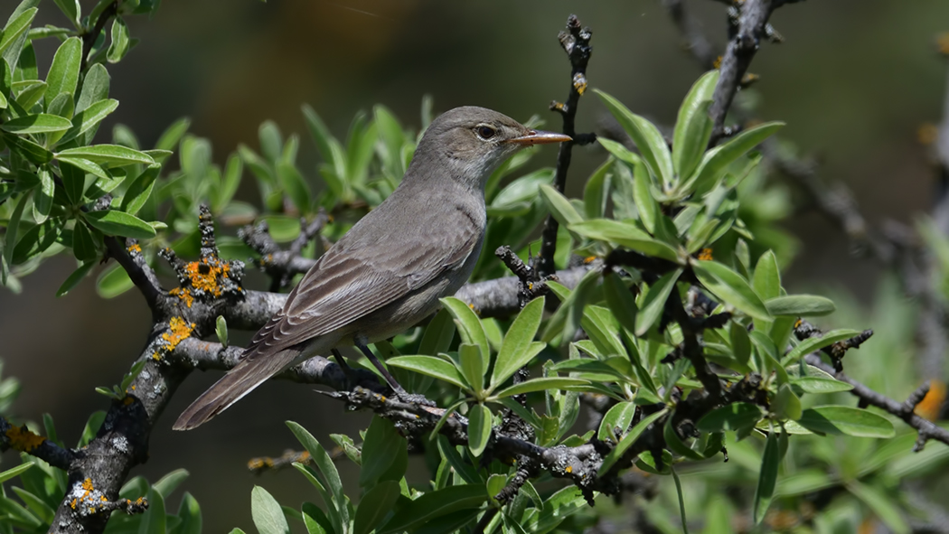 Olive-tree Warbler