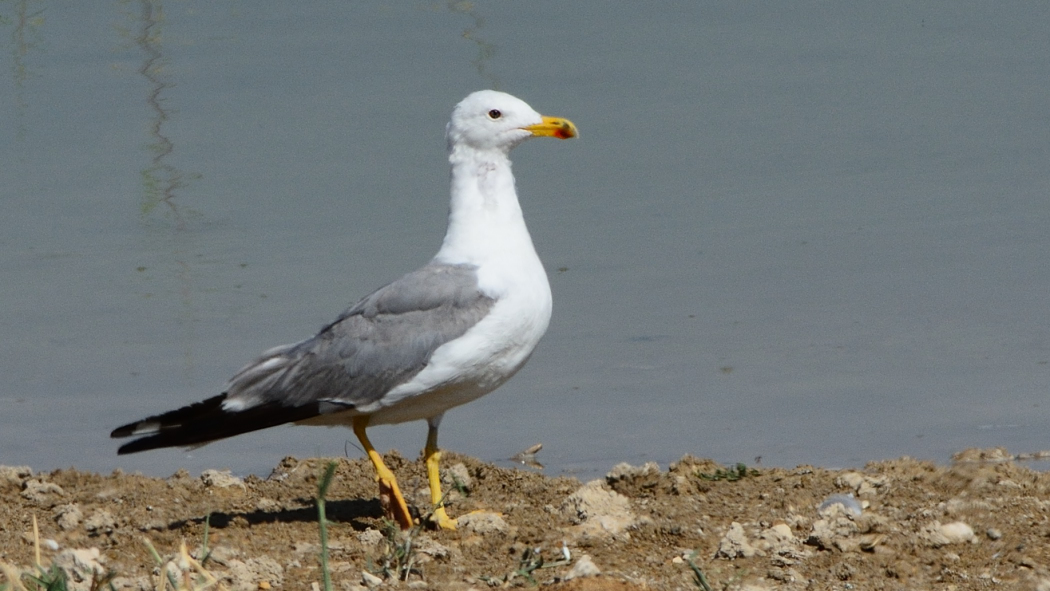 Armenian Gull