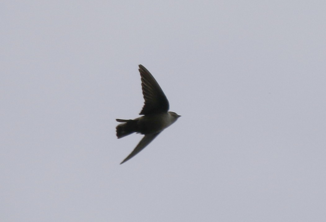Eurasian Crag Martin