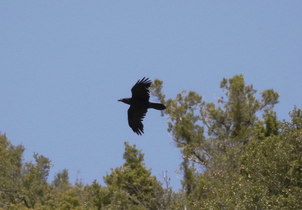 Northern Raven