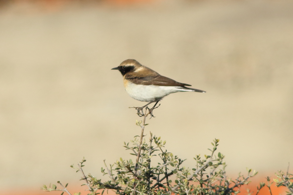 Black-eared Wheatear
