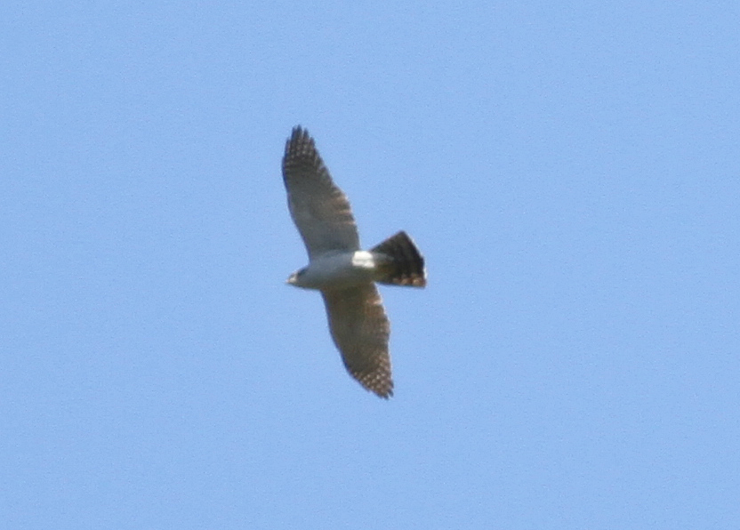 Eurasian Goshawk