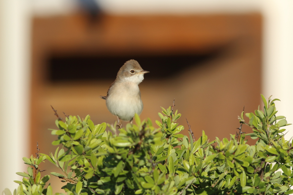 Common Whitethroat