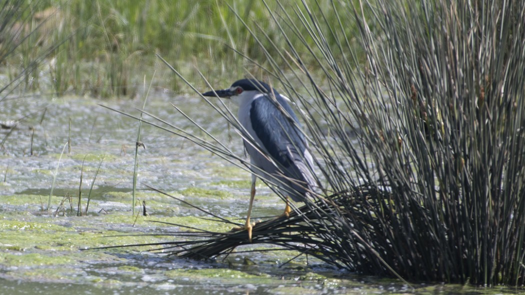 Black-crowned Night Heron