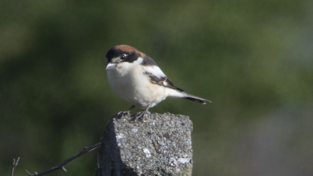 Woodchat Shrike