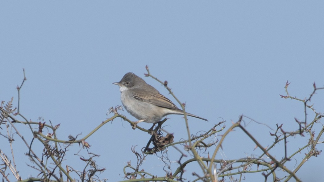 Common Whitethroat
