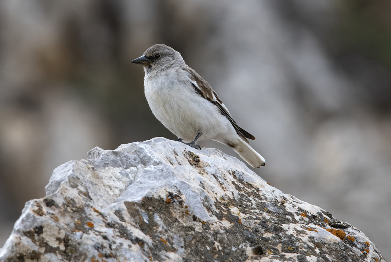 White-winged Snowfinch